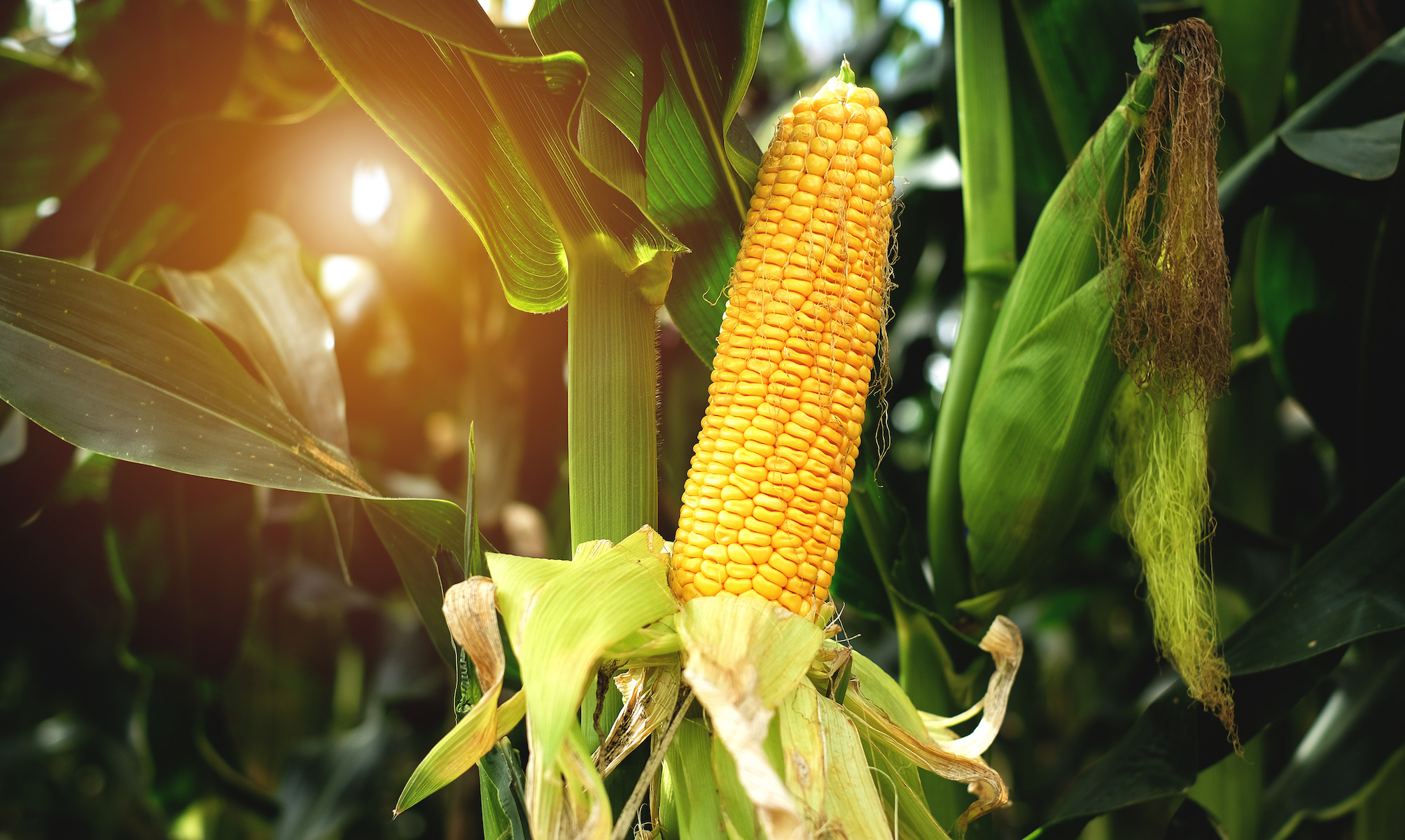 How are Biofuels Made? – Mother Earth Info