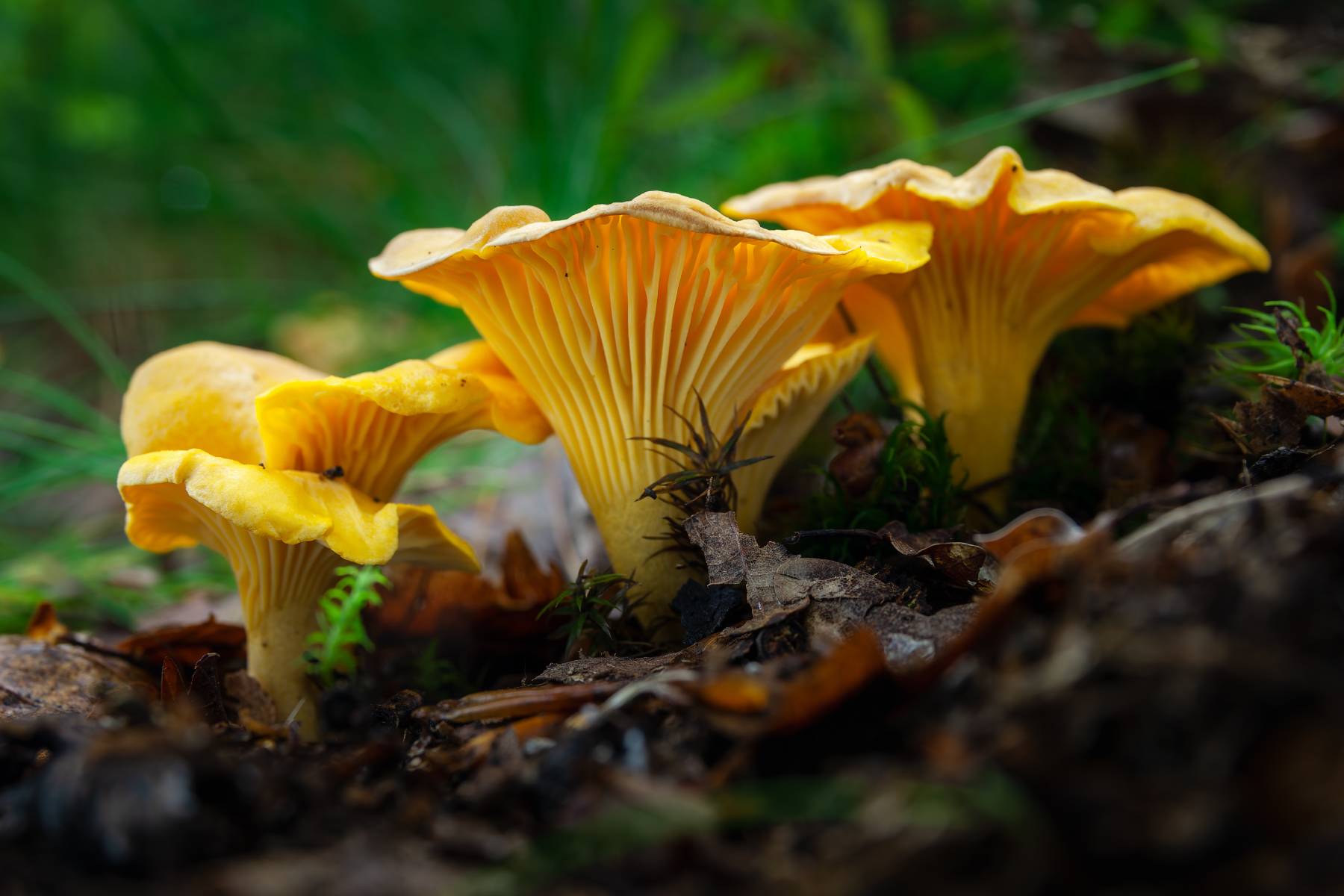 Foraging for Chanterelle Mushrooms – Mother Earth Data