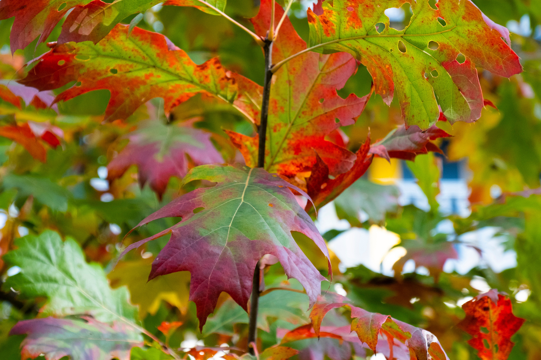 Why Leaves Change Shade in Fall – Mother Earth Info