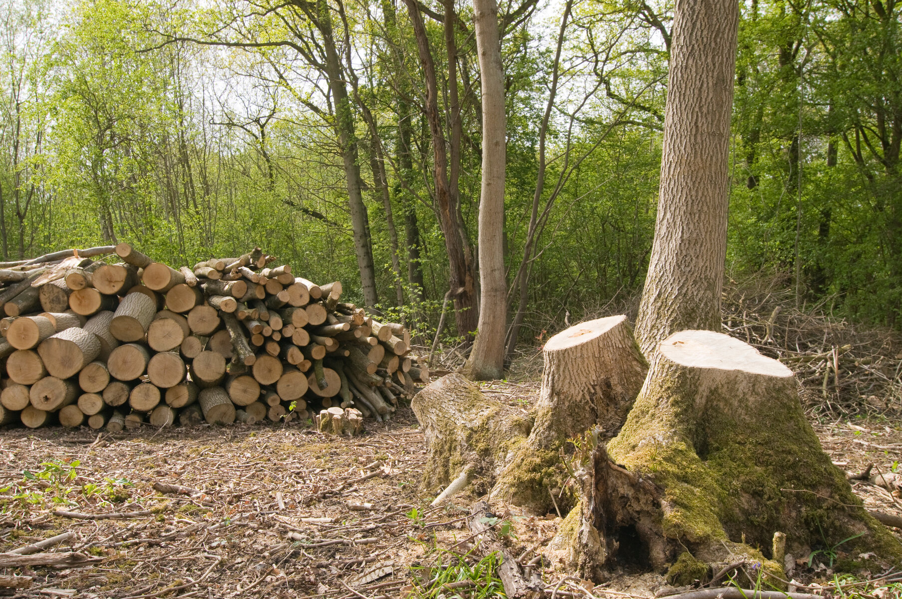 Coppicing Timber for Sustainable Firewood – Mother Earth Info