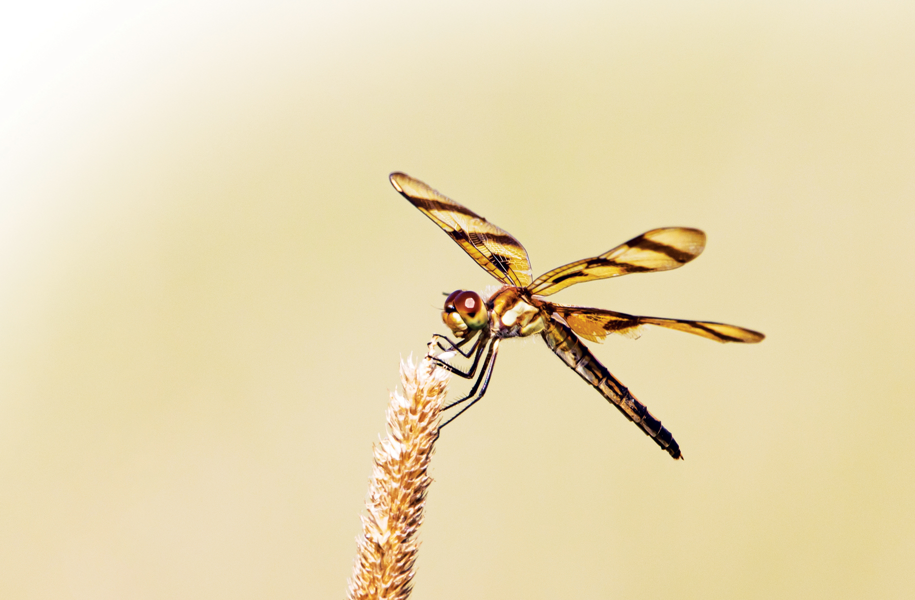 Dragonflies Life Cycle – Mother Earth Info