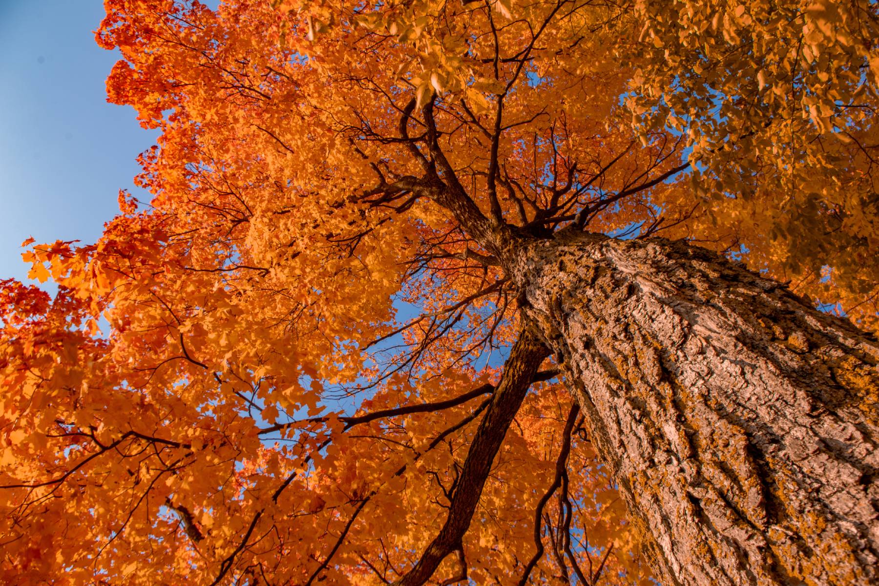 Sugar Maple vs. Pink Maple Timber – Mother Earth Data